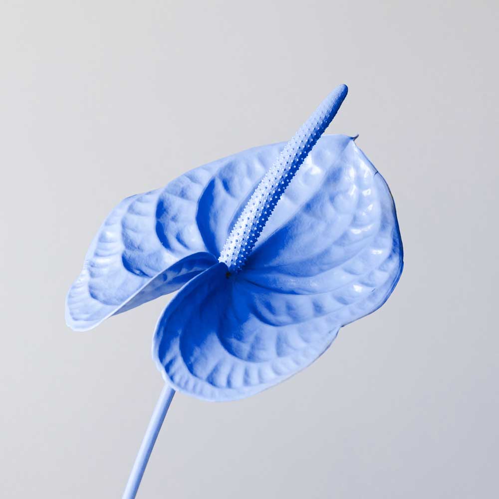 Beautiful purple flower set against grey background.