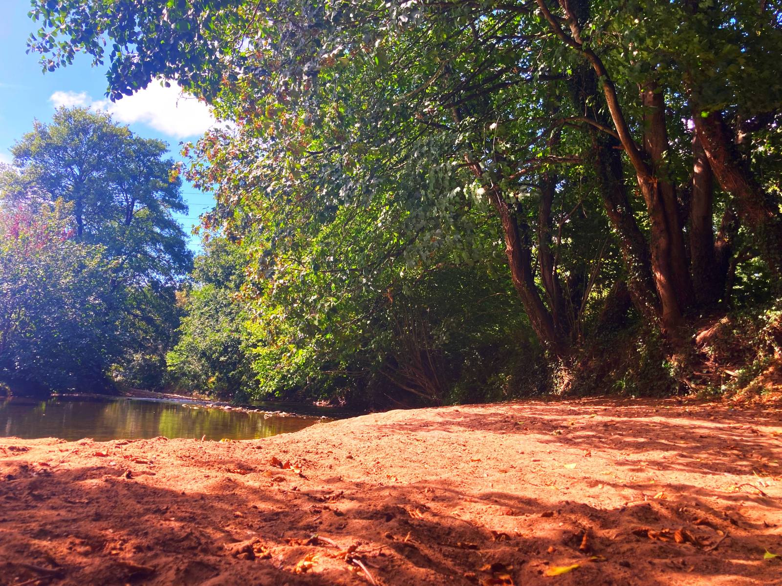 Serene riverbank surrounded by lush trees.