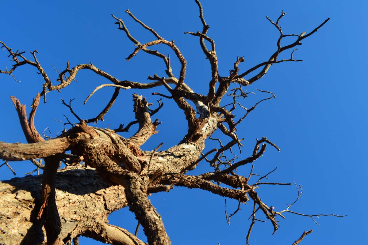 A stripped-back tree in clear sky, capturing the uncertain moment of how to start over in life at 50